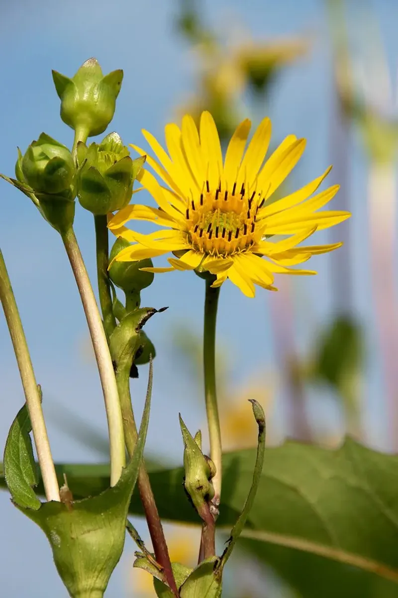 Cup Plant Brings Height, Seeds, And Perching Spots Cup Plant Brings Height, Seeds, And Perching Spots