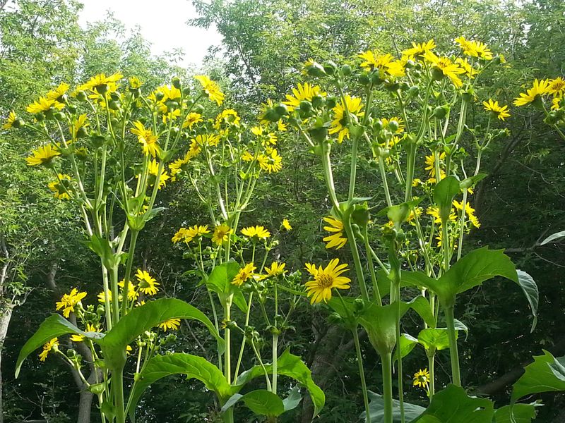 Cup Plant (Silphium perfoliatum) Can Pull Hard From Small Garden Beds
