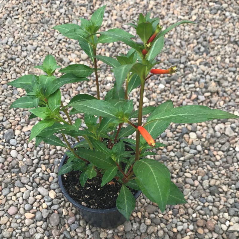 Cuphea Keeps Hummingbirds Returning During Hot Weather