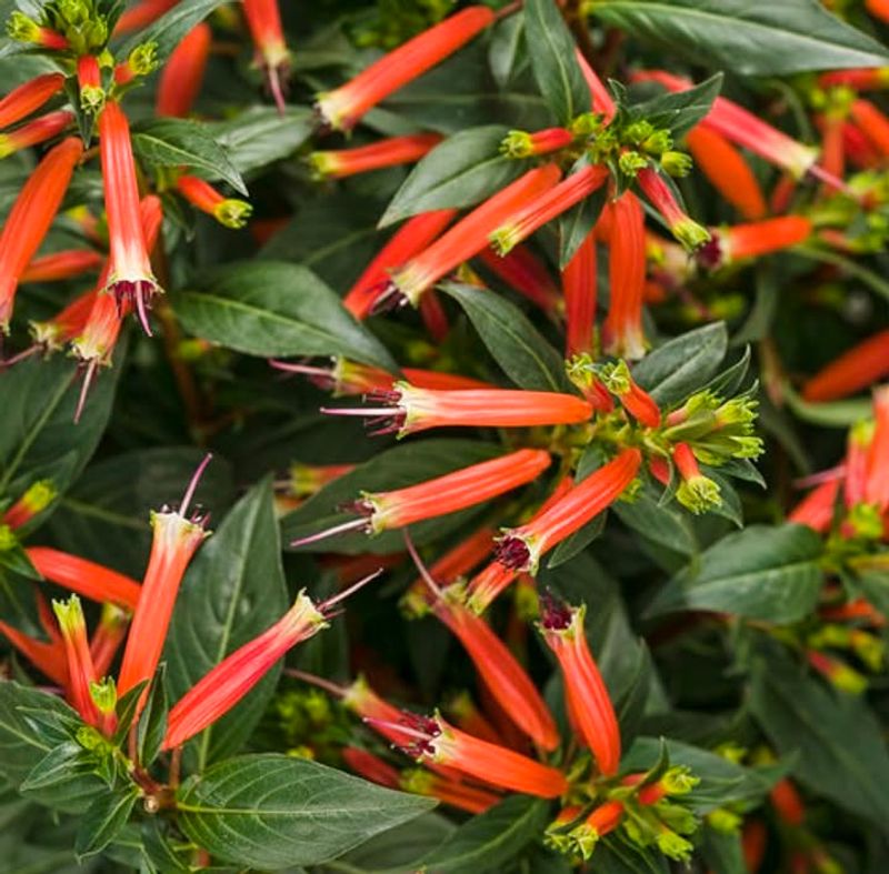 Cuphea Maintains Steady Bloom Cycles With Seasonal Shaping