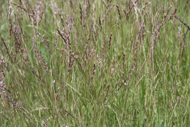 Curly Mesquite Handles Lean Dry Soil