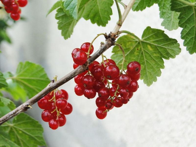 Currants Currants