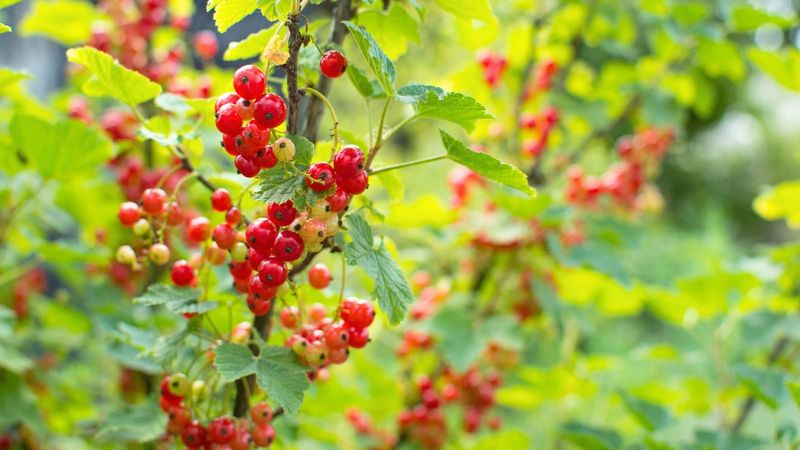 Currants Turn Fence Edges Into Fruitful Space