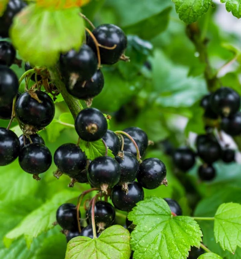 Currants
