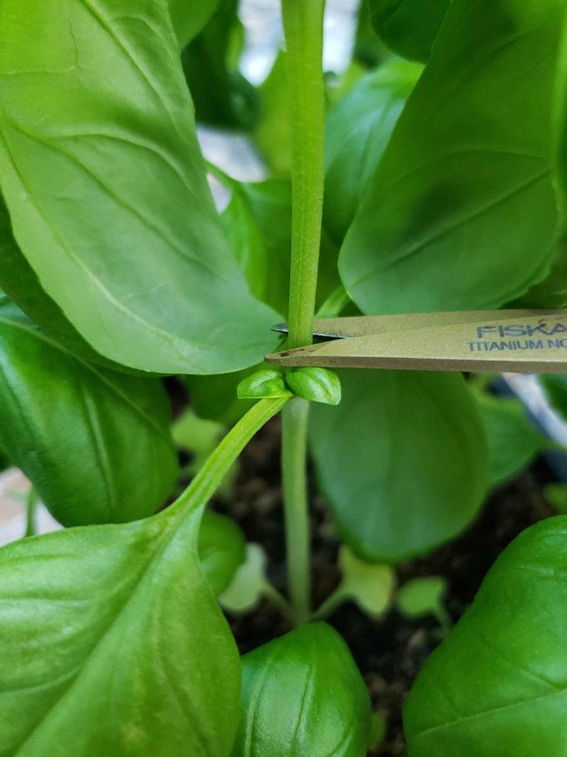 Cut Above A Leaf Pair For Fuller Growth