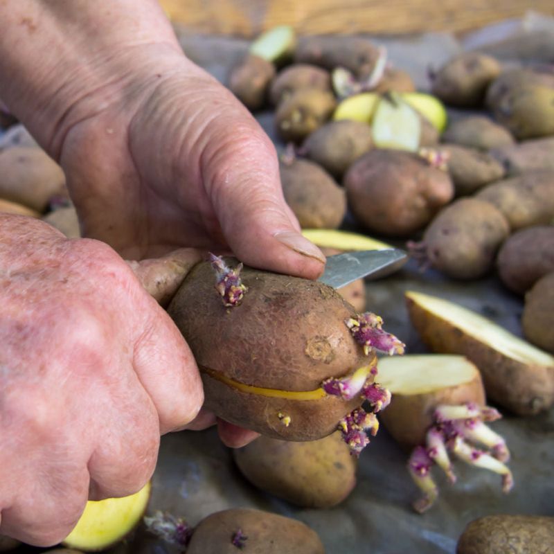 Cut And Plant Seed Pieces The Right Way For Better Growth