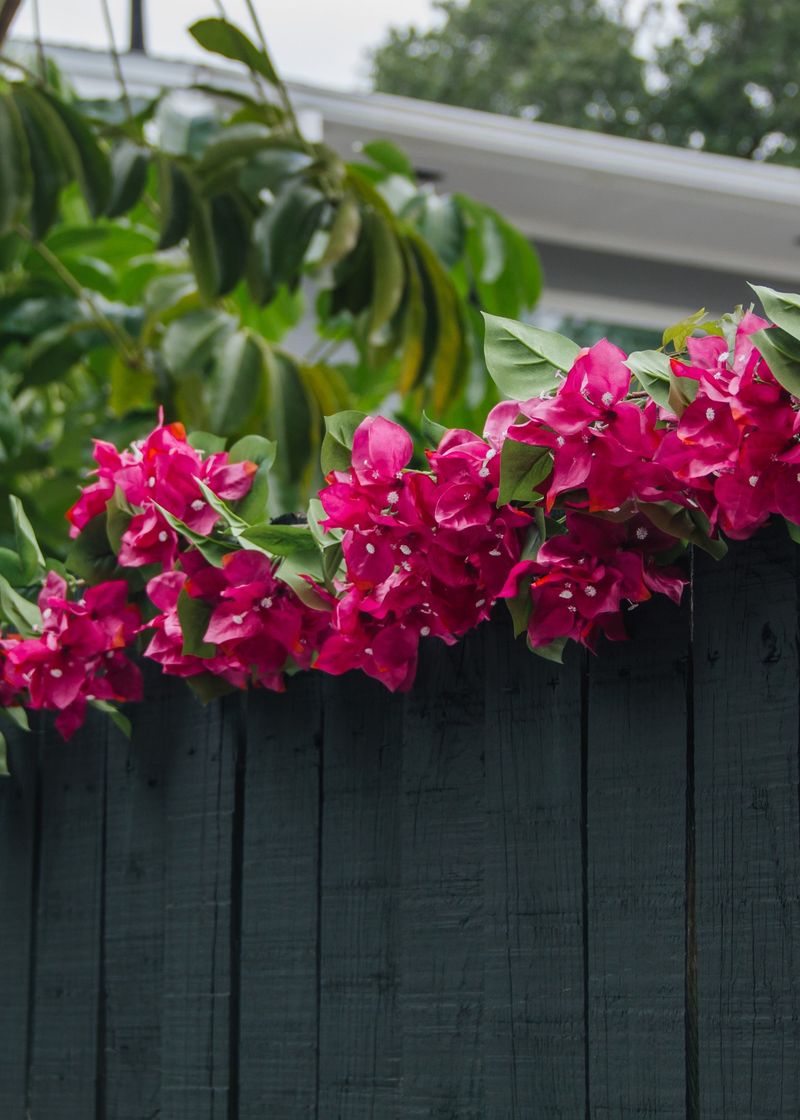 Cut Back On Water Once Plants Are Established