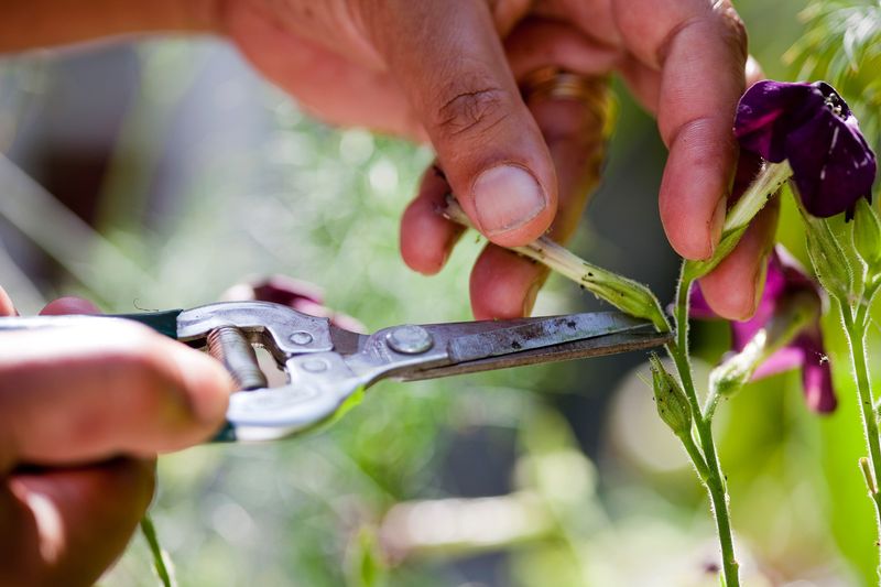 Cut Back Spent Growth Once Blooming Slows Down