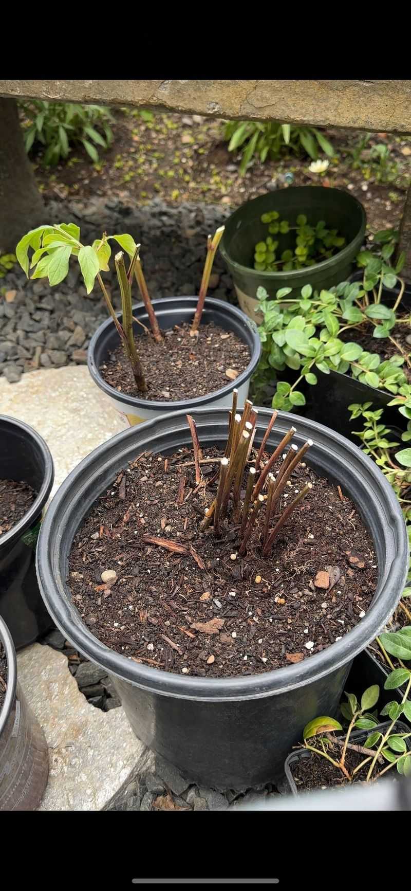 Cut Back The Stems