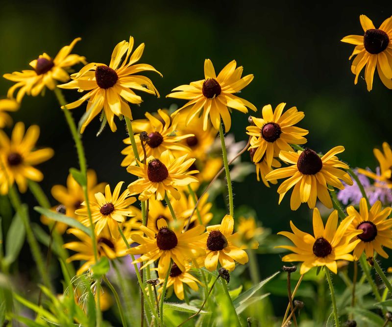 Cut Back Tired Stems For A Fresh Flush