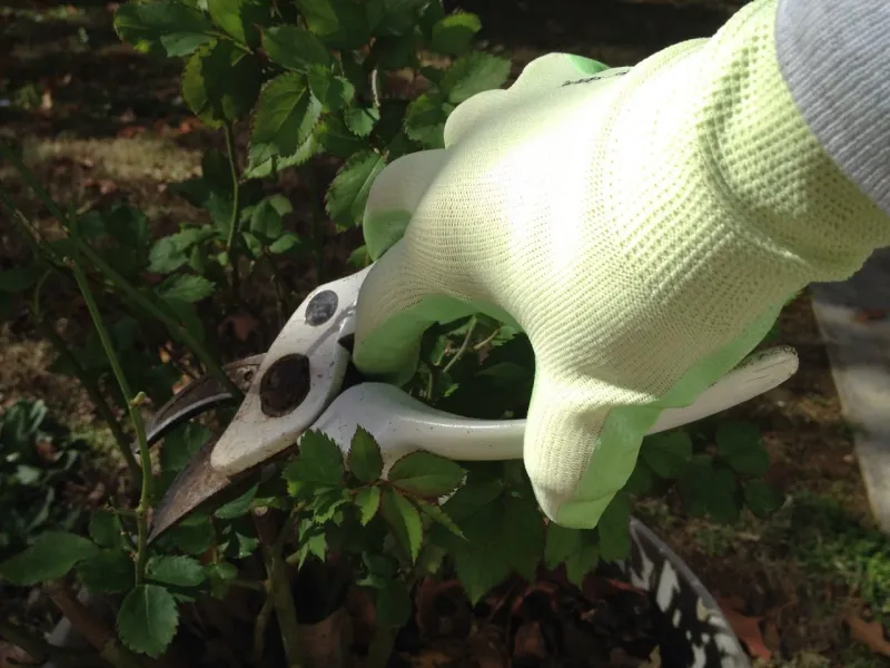 Cut Back To A Healthy Bud Or Branch Cut Back To A Healthy Bud Or Branch
