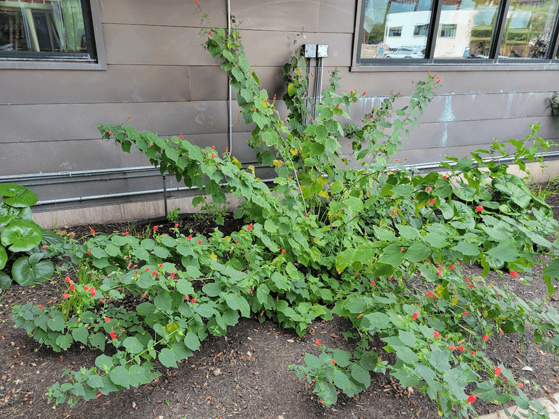 Cut Back Turk's Cap In Spring For Healthy Summer Growth