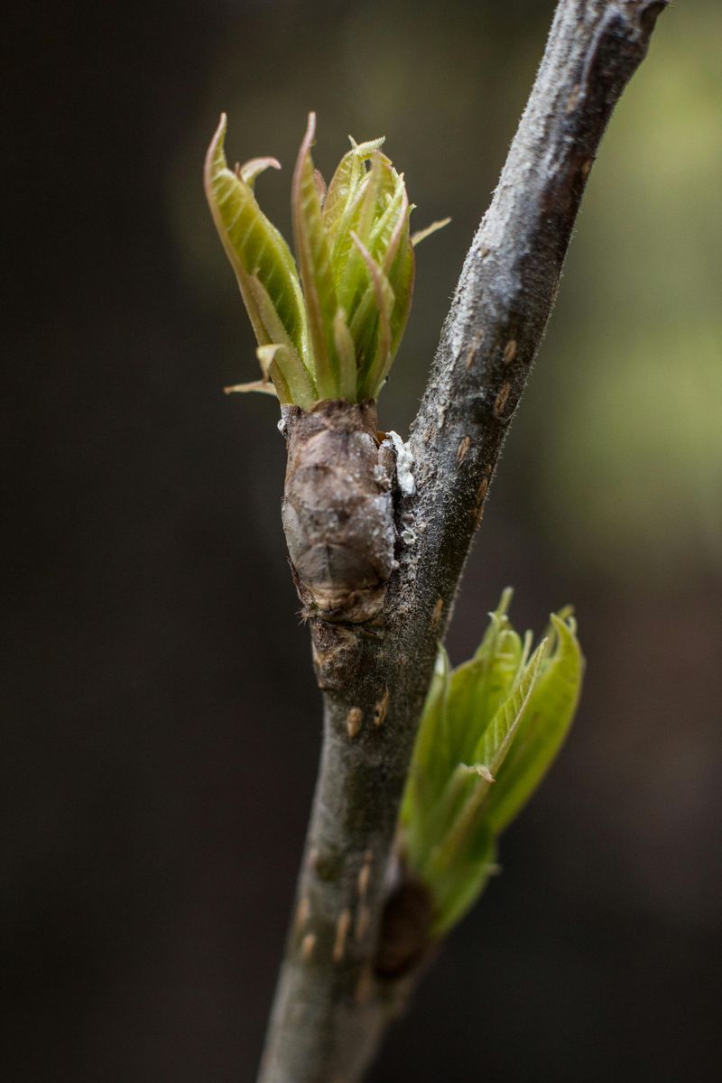 Cut Back Winter Damaged Stems Above New Buds