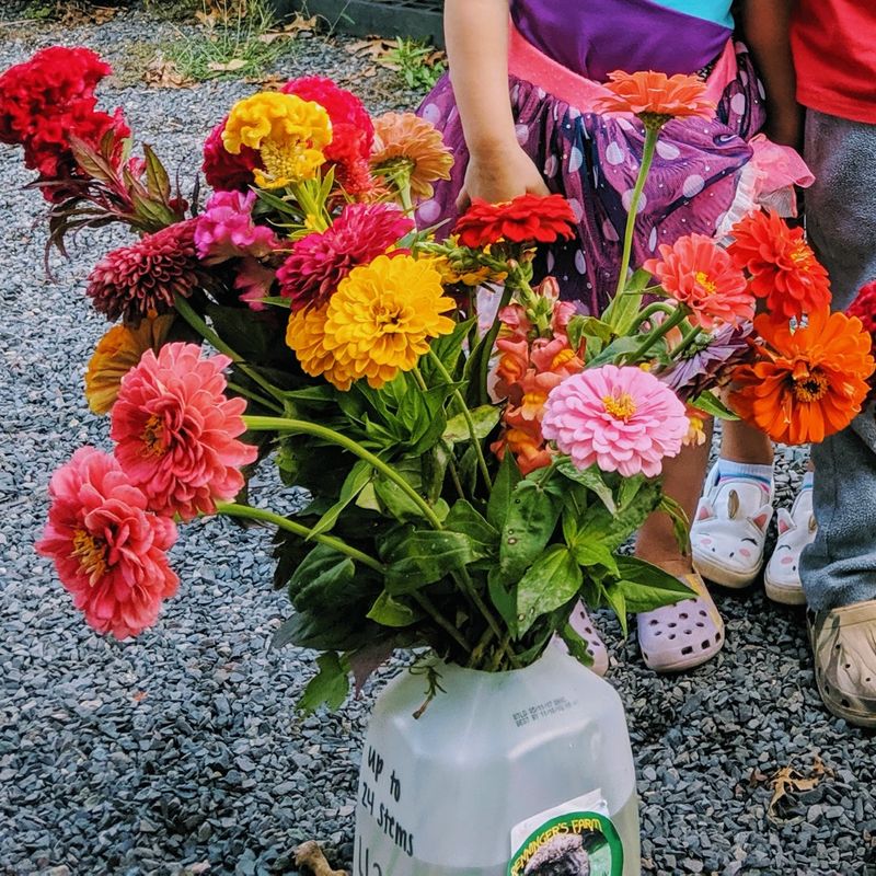 Cut Flower Growing Is On The Rise