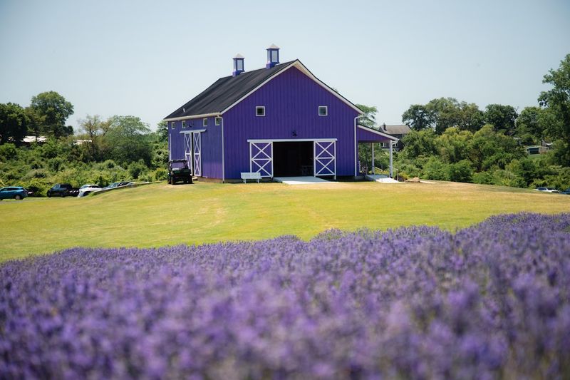 Cut Fresh Lavender At Sunset Ridge Lavender Farm Cut Fresh Lavender At Sunset Ridge Lavender Farm