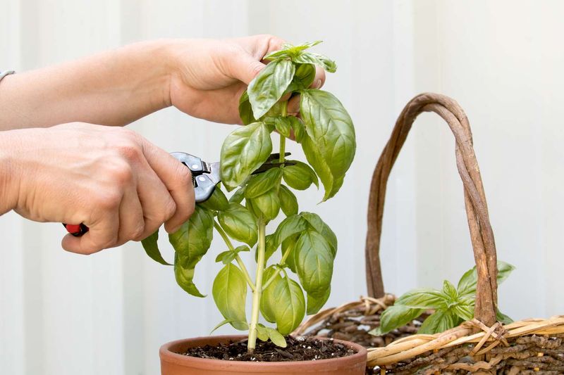 Cut Just Above A Leaf Node Or Leaf Pair