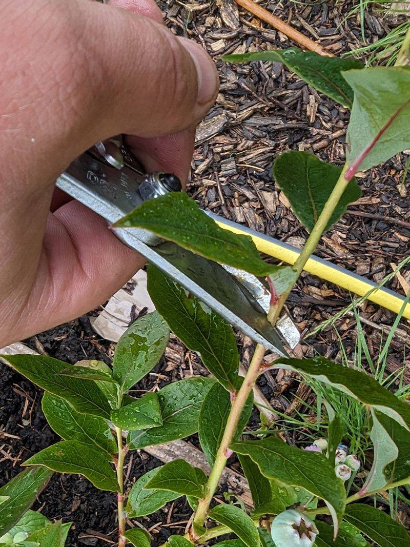 Cut Just Below A Leaf Node Before Planting