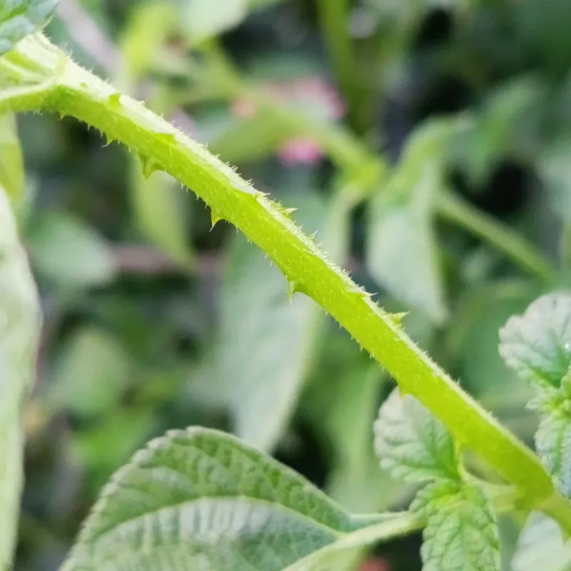 Cut Old Stems Back To Fresh Growth Cut Old Stems Back To Fresh Growth