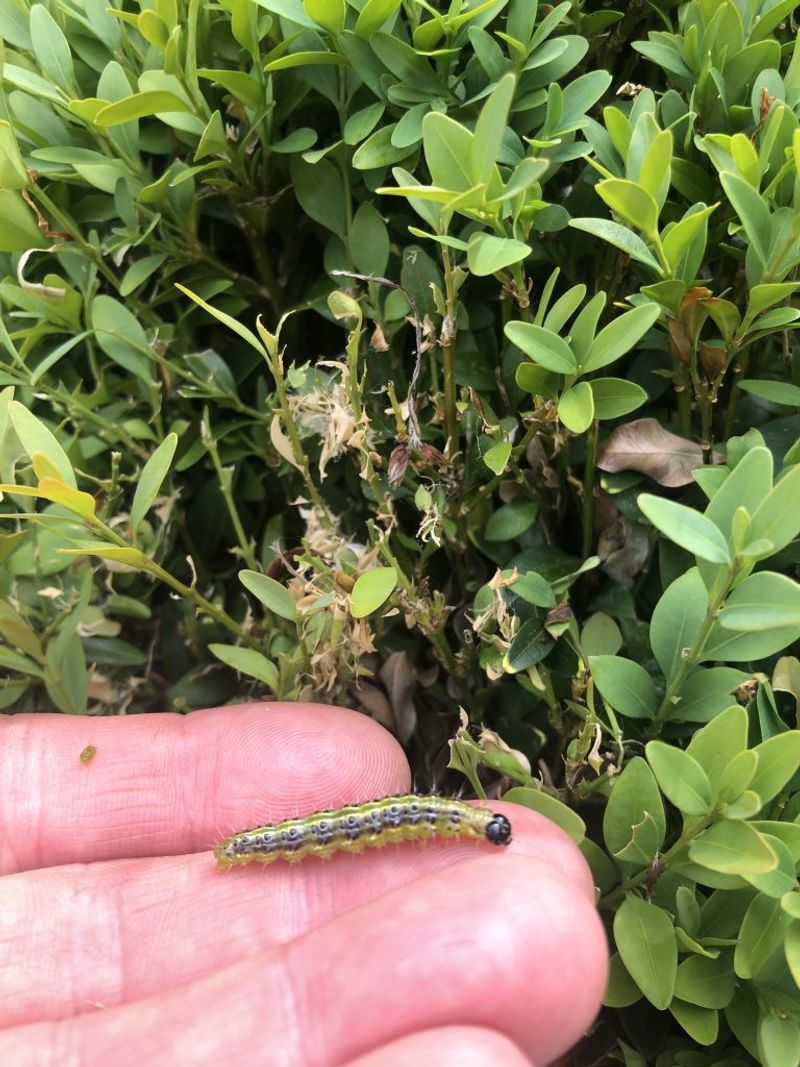 Cut Out Webbing And Treat Active Box Tree Moth Fast