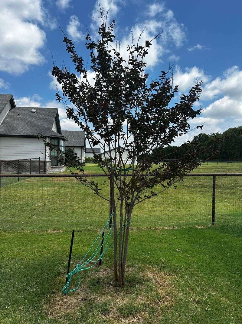 Cut Out Wilted Or Winter-Damaged Wood Before Summer Heat