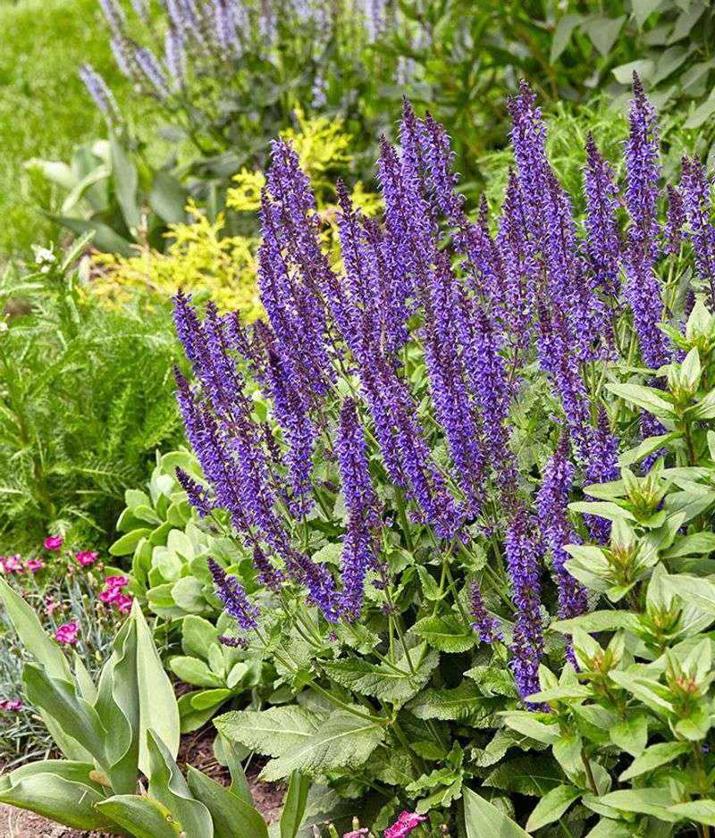 Cut Plants Back Lightly In Midseason Cut Plants Back Lightly In Midseason