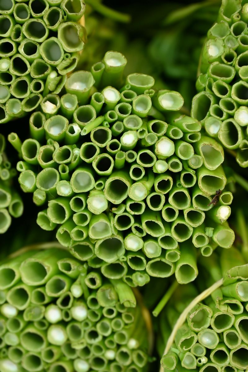 Cut Stems Back To A Leaf Node Cut Stems Back To A Leaf Node