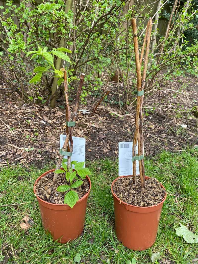 Cut Summer-Bearing Canes After Harvest