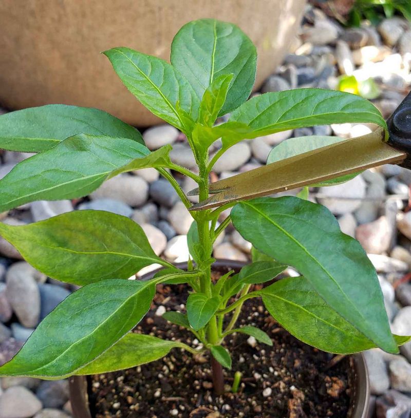 Cut The Main Stem Above A Leaf Node
