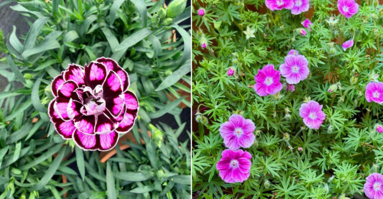 Cut These 11 Oregon Spring Perennials After Bloom For More Flowers