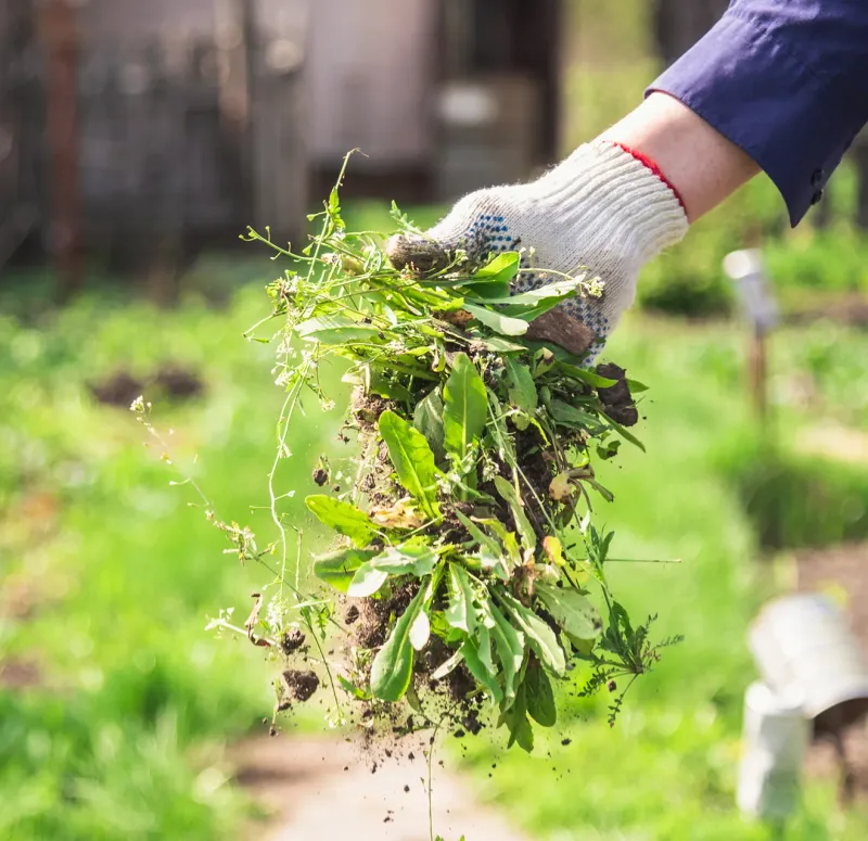 Cut Weeds Before They Set Seed