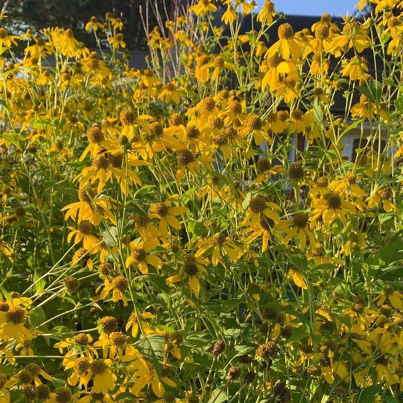 Cutleaf Coneflower 