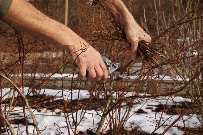 Cutting All Damaged Stems Down To The Ground Cutting All Damaged Stems Down To The Ground