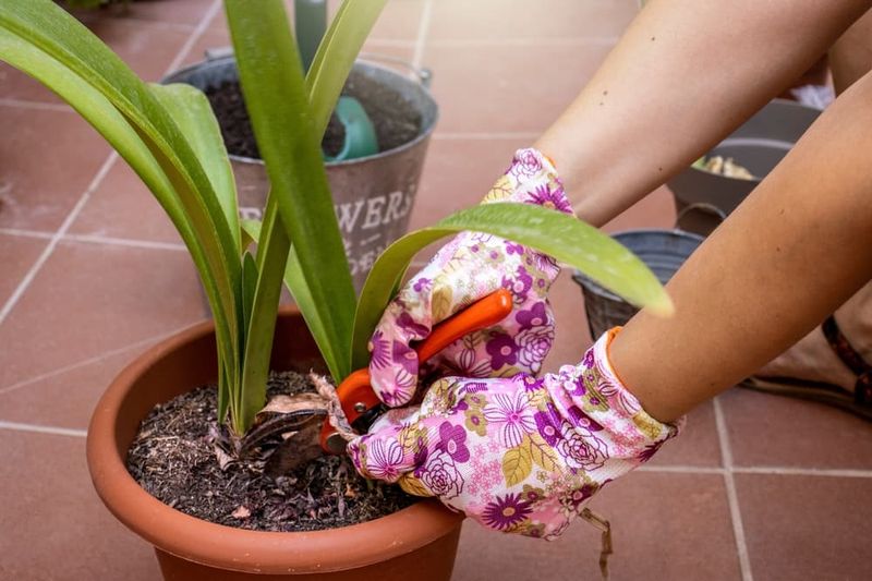 Cutting Off Healthy Leaves Too Early