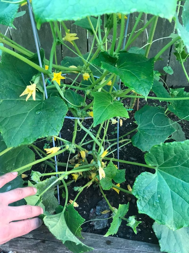 Cutting The Main Stem At The Wrong Node