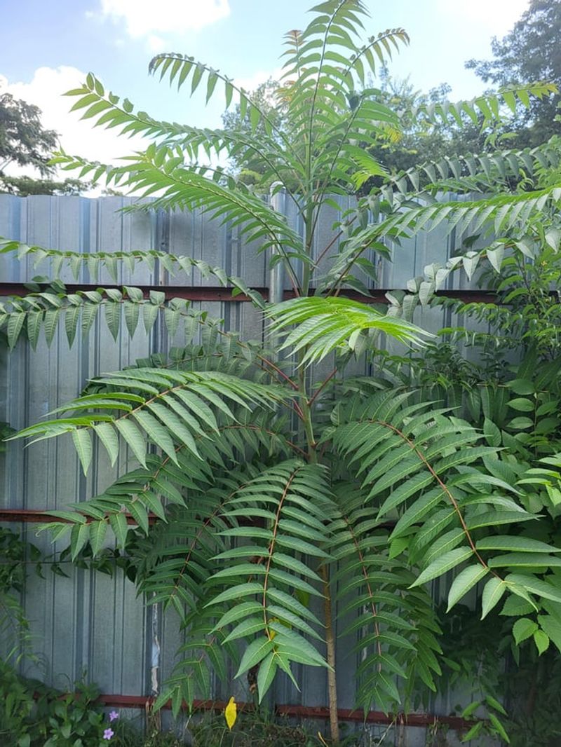Cutting Tree Of Heaven Down Incorrectly Often Makes The Problem Worse Cutting Tree Of Heaven Down Incorrectly Often Makes The Problem Worse