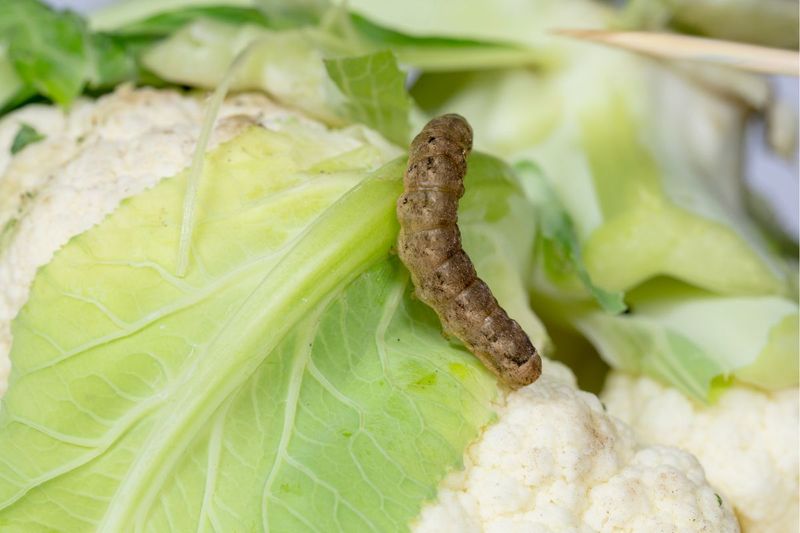 Cutworms