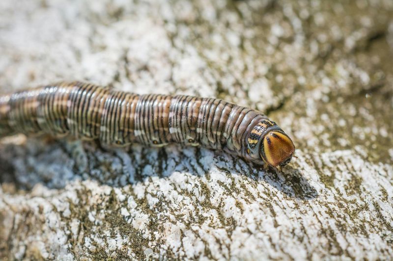 Cutworms Cutworms