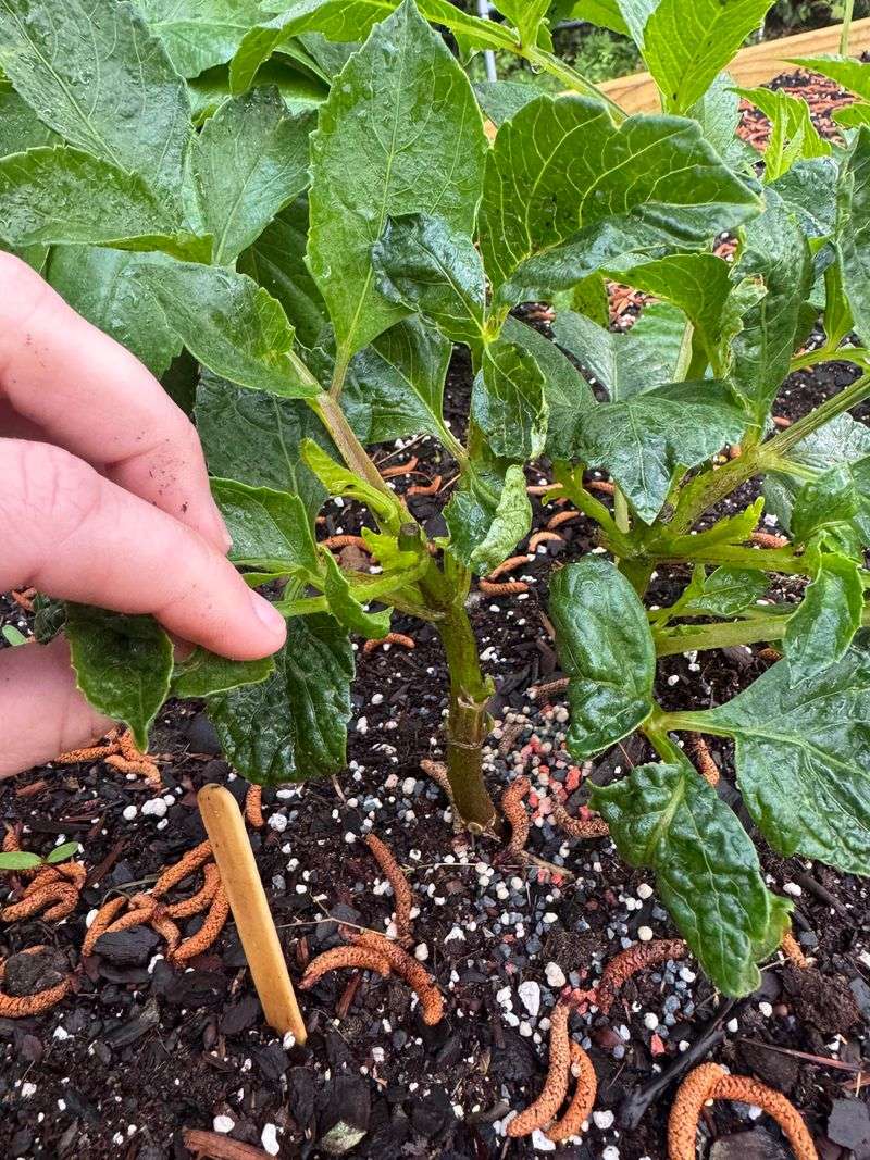Cutworms Can Drop Seedlings Overnight
