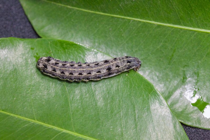 Cutworms