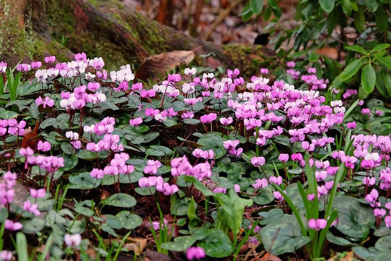 Cyclamen Coum Brightens Late Winter Shade Cyclamen Coum Brightens Late Winter Shade