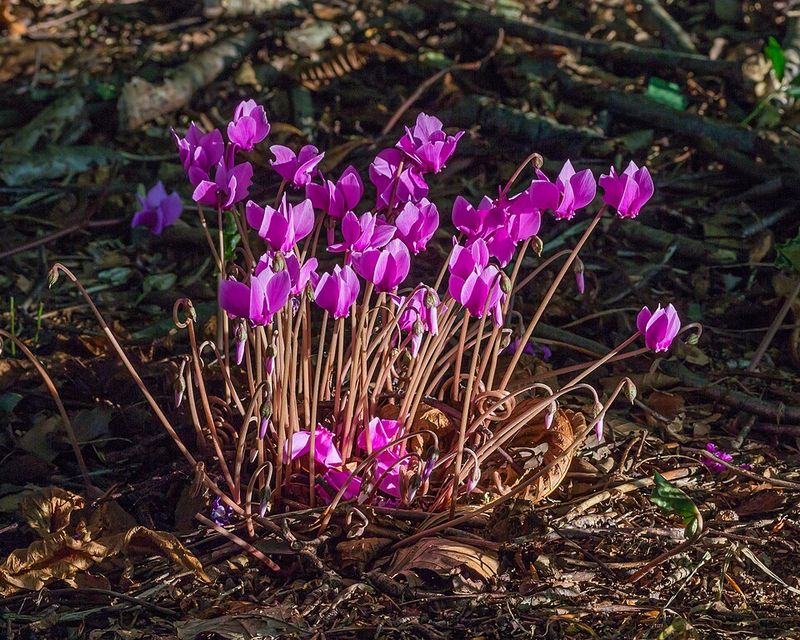 Cyclamen Hederifolium Adds Fall Interest Cyclamen Hederifolium Adds Fall Interest