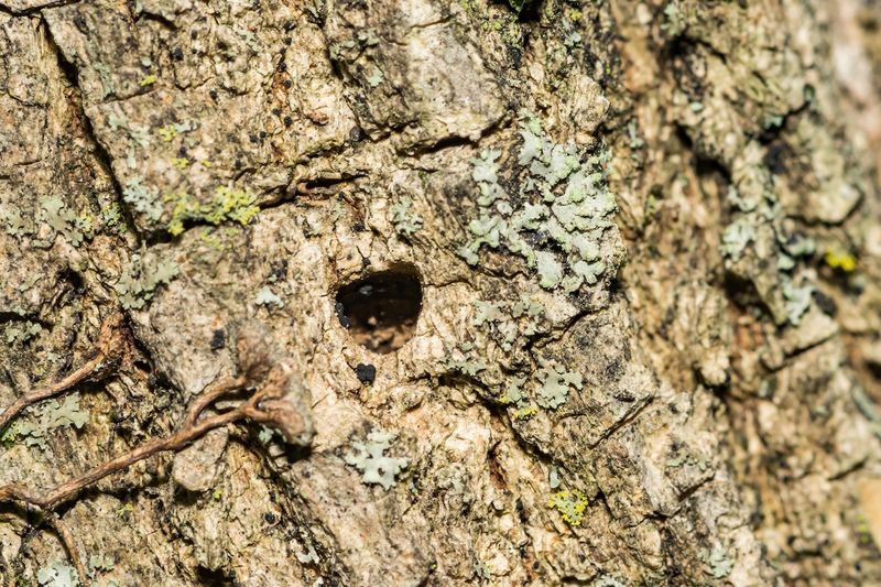 D Shaped Exit Holes Are One Of The Clearest Emerald Ash Borer Signs