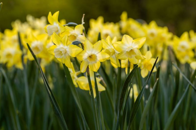 Daffodil