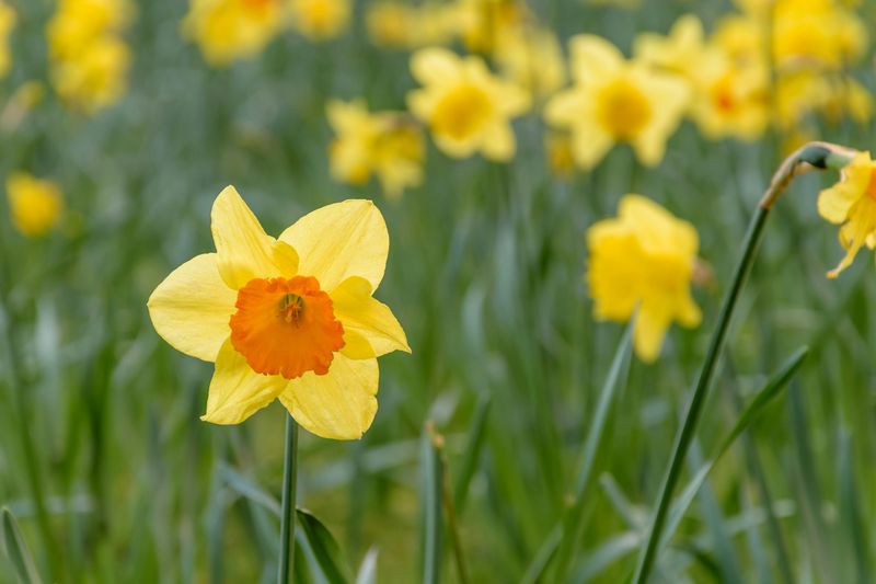 Daffodil
