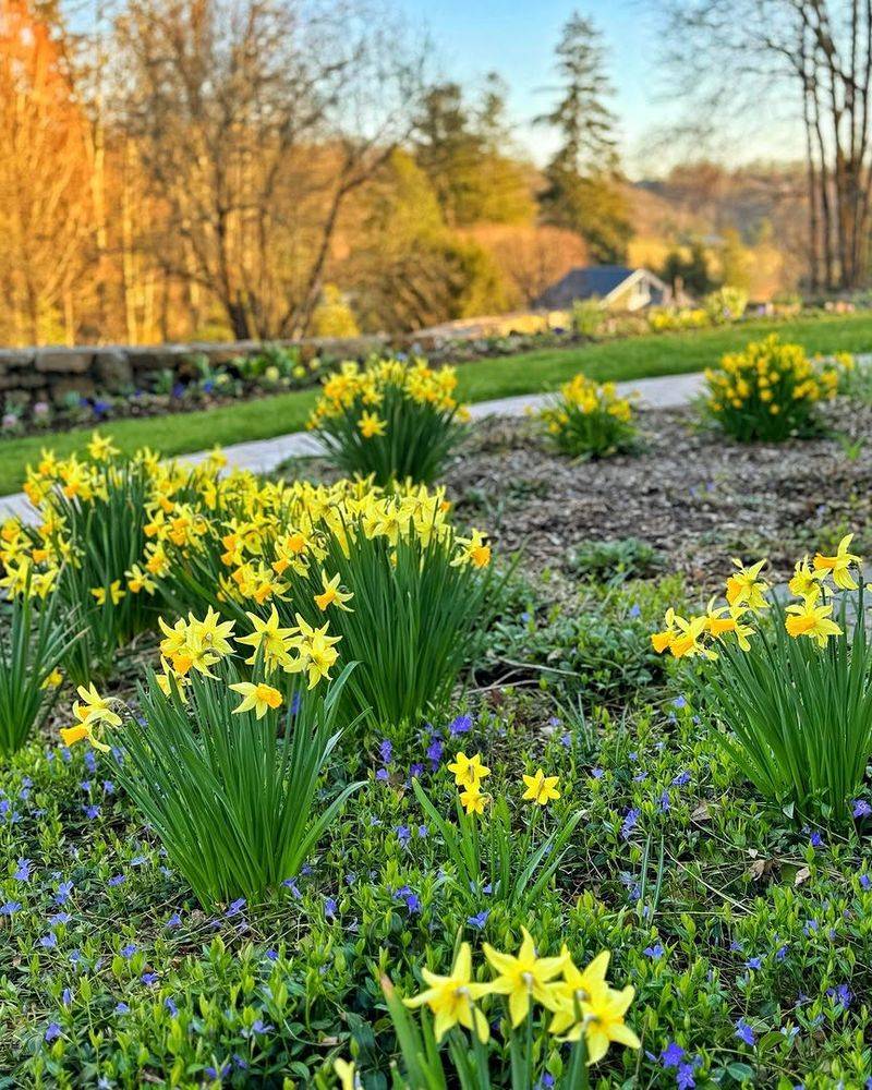 Daffodil Daffodil
