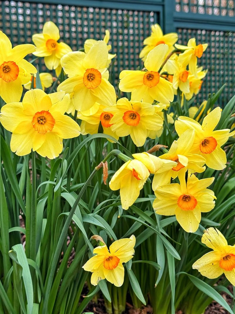 Daffodil