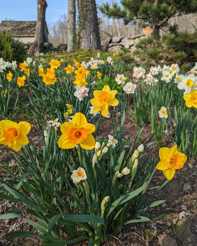 Daffodils Are Often Avoided Around Garden Borders