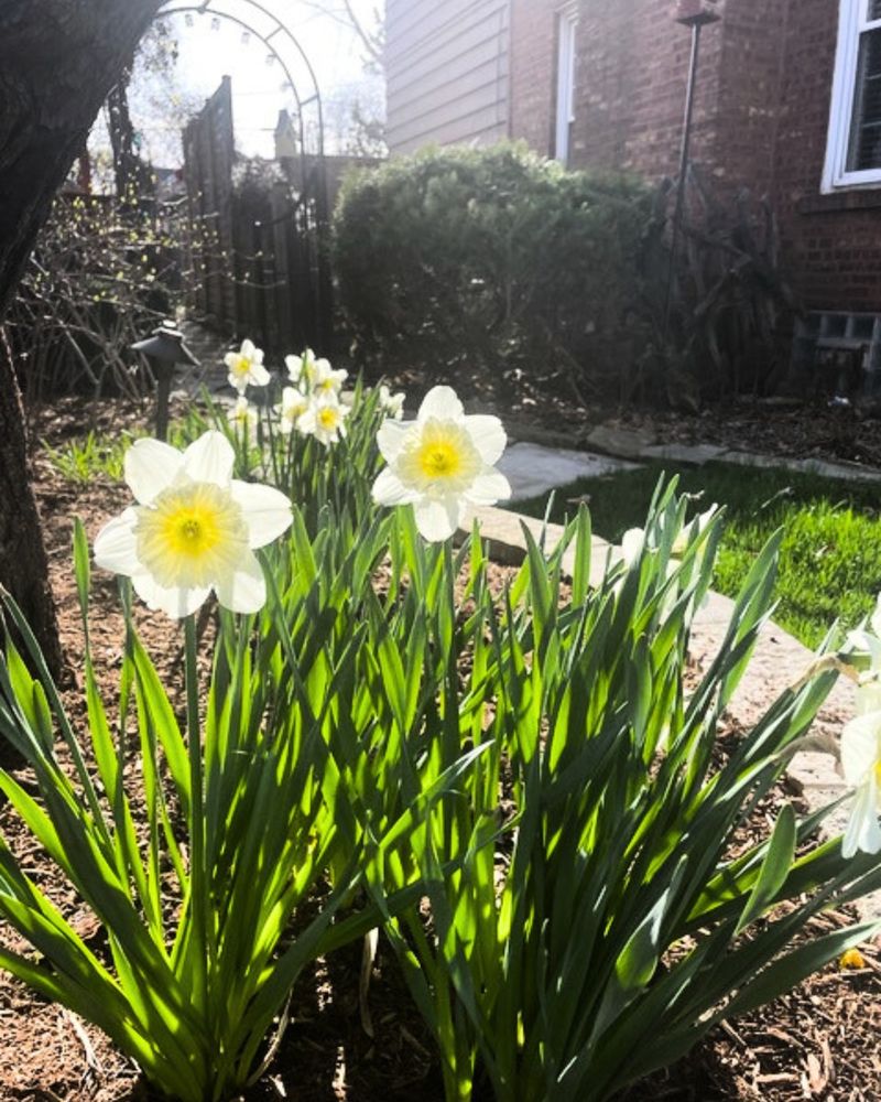 Daffodils Help Protect Spring Beds With Unappealing Bulbs Daffodils Help Protect Spring Beds With Unappealing Bulbs