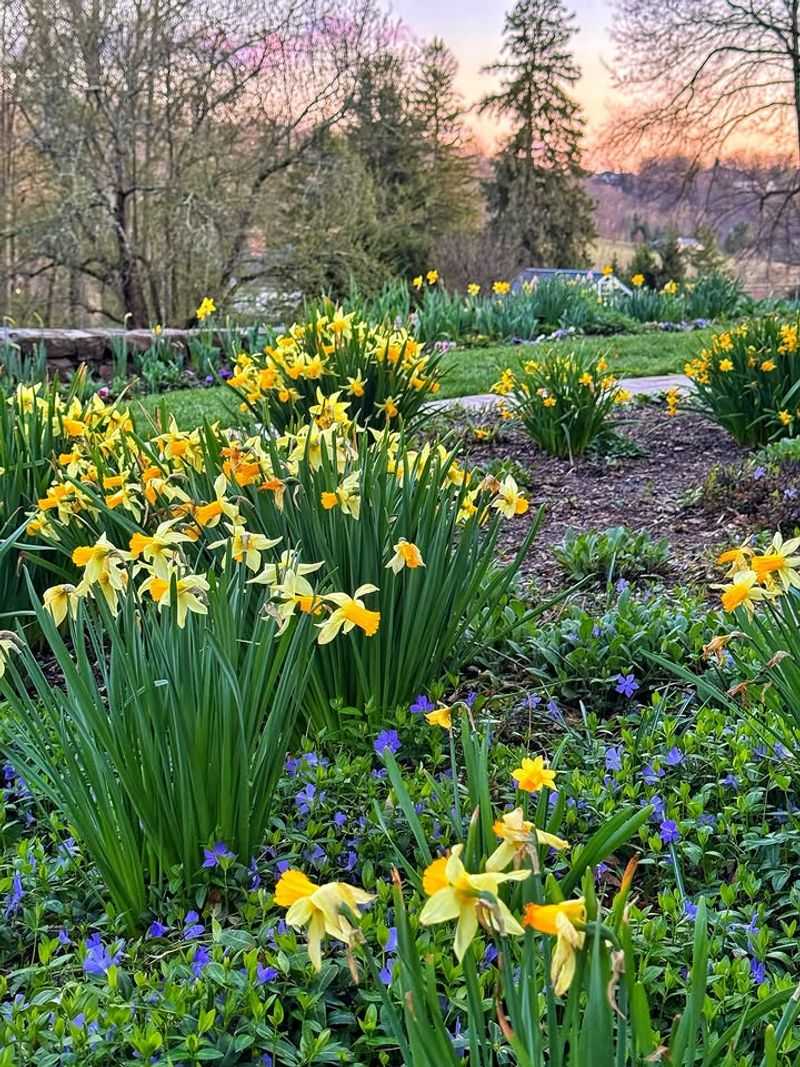 Daffodils (Narcissus spp.) Come Back Strong After Winters Daffodils (Narcissus spp.) Come Back Strong After Winters