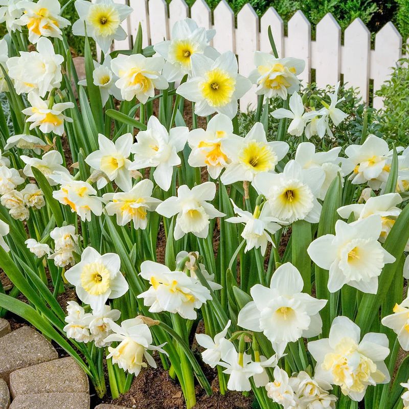Daffodils